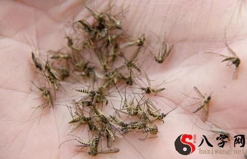 梦见家里很多蚊子