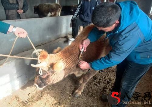 梦见发疯的牛到处乱撞