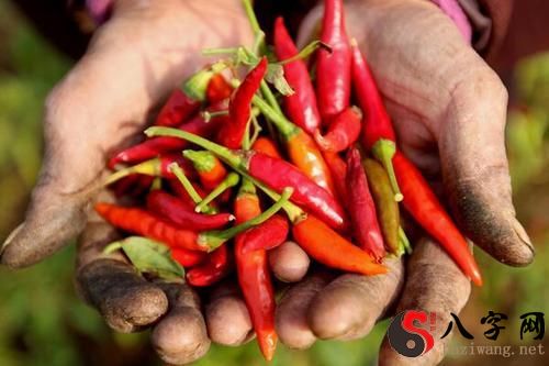 梦见偷摘别人辣椒