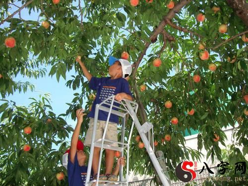 梦见摘别人家的桃子